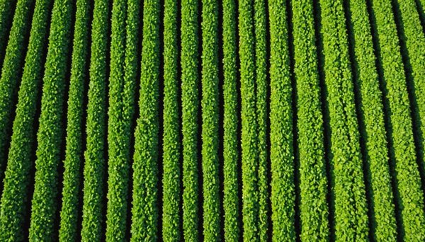 Quel impact le réchauffement climatique a-t-il sur notre alimentation ?